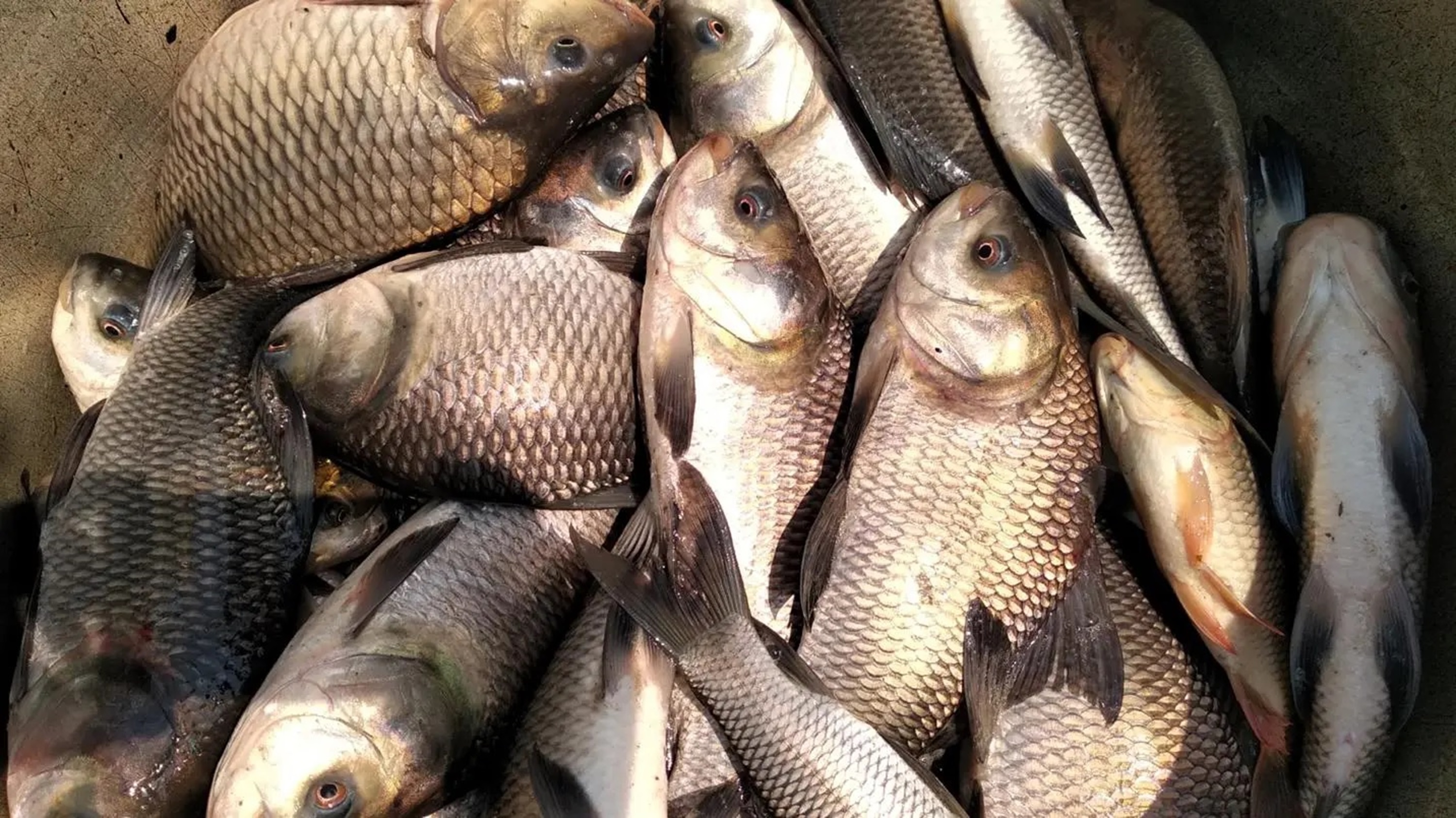 Ikan Emas bersih